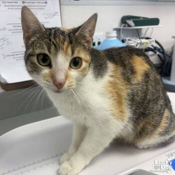Domestic Short Hair Cats Available for Adoption in Washington, District Of Columbia - Honey Bee | PetCurious