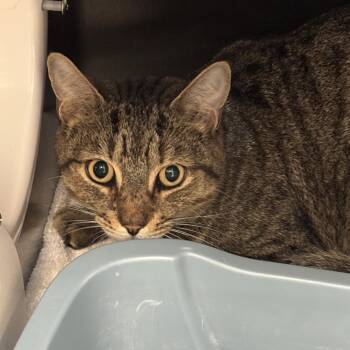 Kosmo -  Domestic Short Hair Cat for Adoption in Baltimore, Maryland - Kosmo | PetCurious