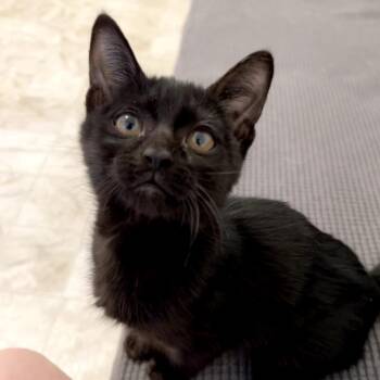 Domestic Short Hair Cats Available for Adoption - Mavis | PetCurious