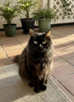 Sweetie -  Domestic Long Hair and Domestic Short Hair Cat Available for Adoption in Port St. Joe, Florida - Sweetie | PetCurious