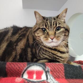 Your Majesty -  Domestic Short Hair Cat for Adoption in Salt Lake City, Utah - Your Majesty | PetCurious