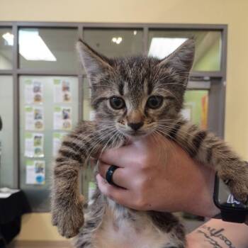 Cherish -  Domestic Short Hair Cat for Adoption in Lynchburg, Virginia - Cherish | PetCurious