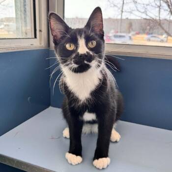 Domestic Short Hair Cats Available for Adoption - Peru | PetCurious