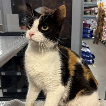 Calico and Domestic Short Hair Cats Available for Adoption in Antioch, California - Honeybun | PetCurious