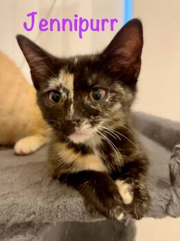 Rescue Domestic Short Hair Cats for Adoption in Fort Worth, Texas - Jennipurr | PetCurious