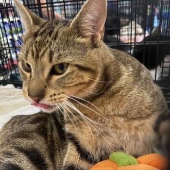 Domestic Short Hair Cats Available for Adoption - Braxton | PetCurious