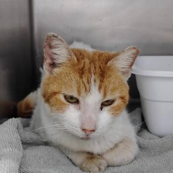 Domestic Short Hair Cats Available for Adoption - KiKi | PetCurious