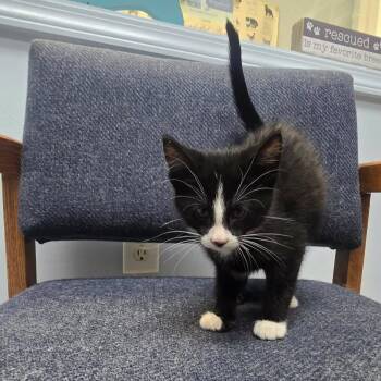 Catfish -  Domestic Short Hair Cat for Adoption in Sunrise Beach, Missouri - Catfish | PetCurious