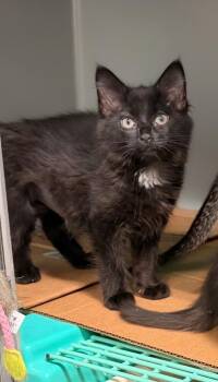 Rumble Honey -  Domestic Medium Hair Cat for Adoption in Topeka, Kansas - Rumble Honey | PetCurious