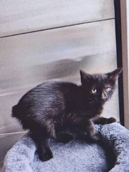 Sunshine -  Domestic Short Hair Cat for Adoption in Cincinnati, Ohio - Sunshine | PetCurious