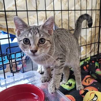 Rescue Domestic Short Hair Cats for Adoption in Monroe, Michigan - Tallulah | PetCurious