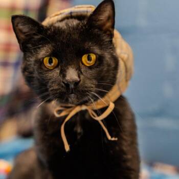 Gabe -  Domestic Short Hair Cat for Adoption in Alexandria, Indiana - Gabe | PetCurious