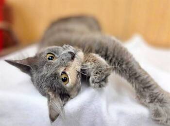FLORENCE -  Domestic Medium Hair Cat for Adoption in Brentwood, Missouri - FLORENCE | PetCurious