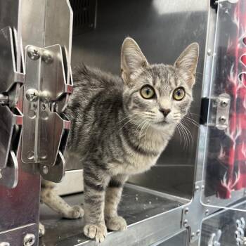 Gracie -  Domestic Short Hair Cat for Adoption in Fort Wayne, Indiana - Gracie | PetCurious