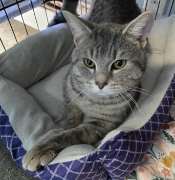 Domestic Short Hair Cats Available for Adoption in Windsor, Connecticut - Thunder Tabby | PetCurious