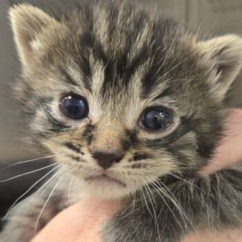 Rescue Domestic Short Hair Cats for Adoption in Madisonville, Tennessee - Tangy | PetCurious