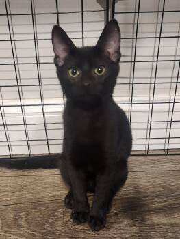 Domestic Short Hair Cats Available for Adoption in Statesboro, Georgia - Ozzy | PetCurious