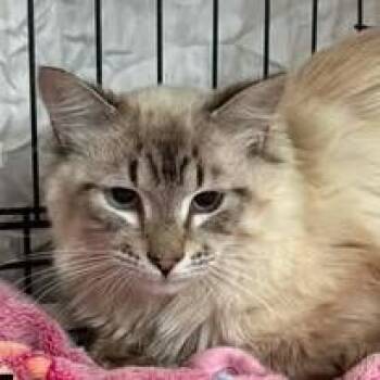 Burrito -  Domestic Medium Hair Cat for Adoption in Washington, District Of Columbia - Burrito | PetCurious