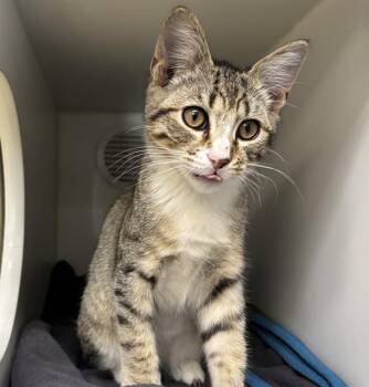 SAMURAI -  Domestic Short Hair Cat for Adoption in Camarillo, California - SAMURAI | PetCurious