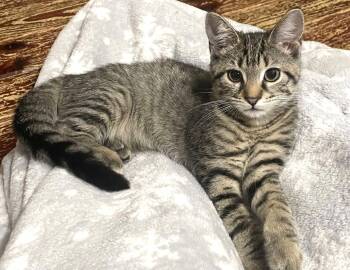 Domestic Short Hair Cats Available for Adoption - Aladfar (& Ptarmigane) | PetCurious