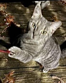 Junior and Charcoal -  Domestic Short Hair Cat for Adoption in Seven Valleys, Pennsylvania - Junior And Charcoal | PetCurious