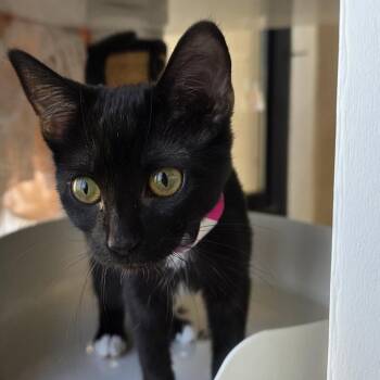 Zaria -  Domestic Short Hair Cat for Adoption in Goleta, California - Zaria | PetCurious