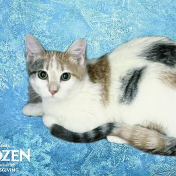 Dilute Calico Cats Available for Adoption - Anna | PetCurious