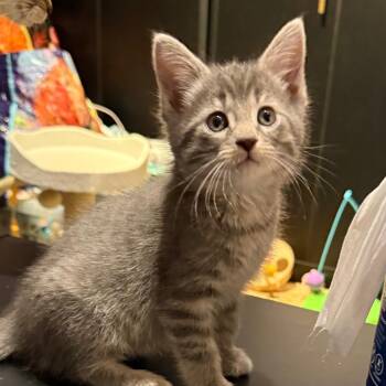 Domestic Short Hair Cats Available for Adoption in Silver Spring, Maryland - Ace Of Spades (Available 4/26) | PetCurious