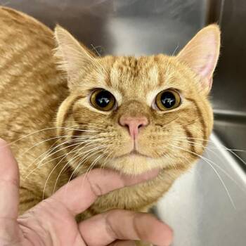Garfield -  Domestic Short Hair Cat for Adoption in Sioux City, Iowa - Garfield | PetCurious