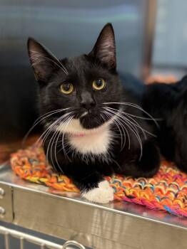 Rescue Tuxedo Cats for Adoption in Tavares, Florida - Bailee | PetCurious