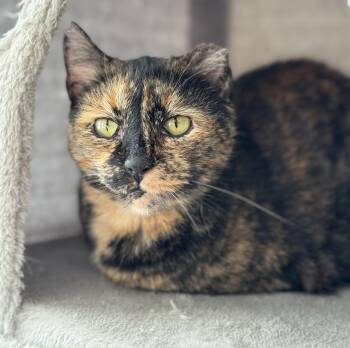 Rescue Domestic Short Hair Cats for Adoption in Nashville, Tennessee - Ivy | PetCurious
