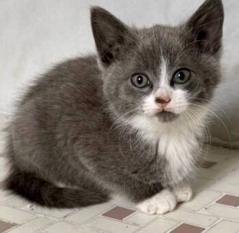 Tess -  Domestic Short Hair Cat for Adoption in Gary, Indiana - Tess | PetCurious
