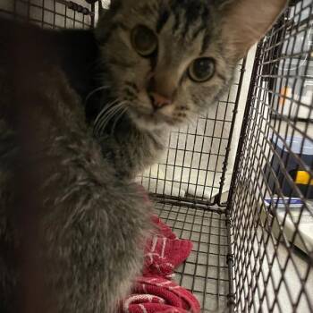 Marsha -  Domestic Short Hair Cat for Adoption in Des Moines, Iowa - Marsha | PetCurious