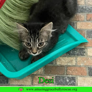 Rescue Domestic Short Hair Cats for Adoption in Pensacola, Florida - Desi | PetCurious