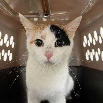SVAS-Stray-38849 -  Domestic Short Hair Cat for Adoption in Lyndhurst, Virginia - SVAS-Stray-38849 | PetCurious