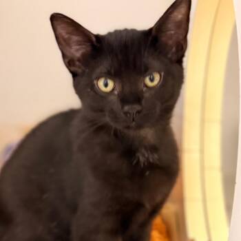Carina -  Domestic Short Hair Cat for Adoption in Cumming, Georgia - Carina | PetCurious