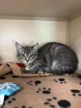Hiccup -  Domestic Short Hair Cat for Adoption in King William, Virginia - Hiccup | PetCurious