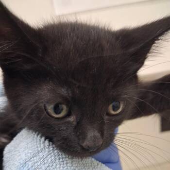 Bowie -  Domestic Short Hair Cat for Adoption in Auburn, Alabama - Bowie | PetCurious