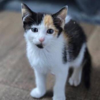 Amethyst -  American Shorthair Cat for Adoption in Bethel, Connecticut - Amethyst | PetCurious
