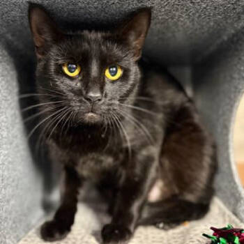 Rescue Domestic Short Hair Cats for Adoption in New York, New York - Estrella | PetCurious