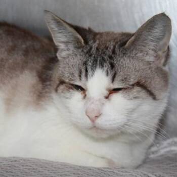 Regina -  Domestic Short Hair Cat for Adoption in Richmond, Virginia - Regina | PetCurious
