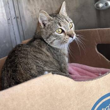 Domestic Short Hair Cats Available for Adoption in Birmingham, Alabama - Muffin | PetCurious