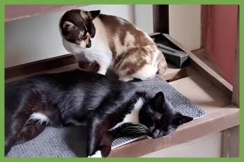 Rescue Snowshoe and Domestic Short Hair Cats for Adoption in Amherst, Massachusetts - Cali And Tommy | PetCurious
