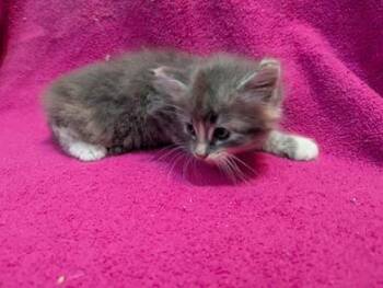 Dusty Bottoms -  Domestic Medium Hair Cat for Adoption in Liverpool, Texas - Dusty Bottoms | PetCurious