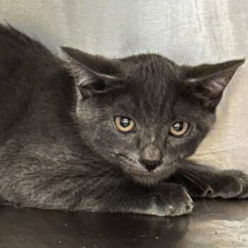 Chamber -  Domestic Short Hair Cat for Adoption in Chattanooga, Tennessee - Chamber | PetCurious
