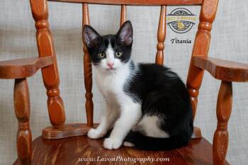 Titania -  Domestic Short Hair Cat for Adoption in Riverside, California - Titania | PetCurious