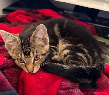 Chourio -  Domestic Short Hair Cat for Adoption in Taycheedah, Wisconsin - Chourio | PetCurious