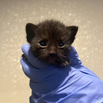IVHS-Stray-141500 -  Domestic Short Hair Cat for Adoption in San Gabriel, California - IVHS-Stray-141500 | PetCurious