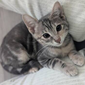 Tilly -  Domestic Short Hair Cat for Adoption in Los Angeles, California - Tilly | PetCurious