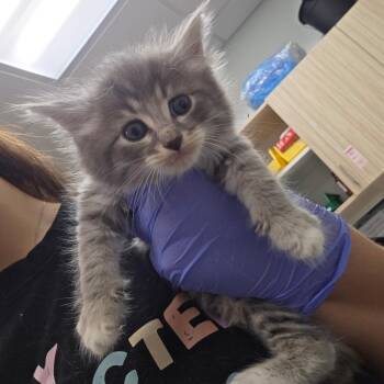 Blue Button (blue collar) -  Domestic Short Hair Cat for Adoption in Chattanooga, Tennessee - Blue Button (blue Collar) | PetCurious